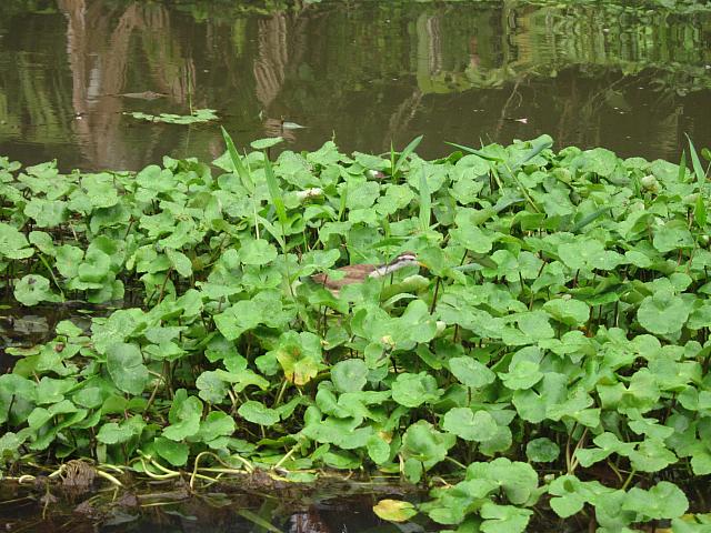 IMG 7231