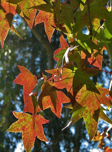 Fall color