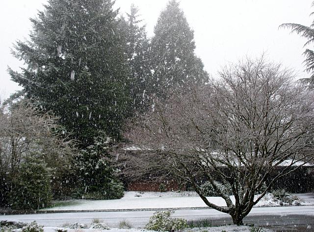 Snow, March 13, 2012