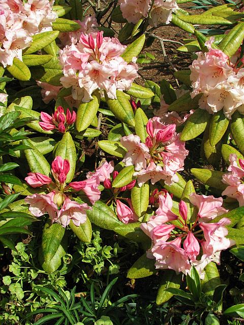 201204 Rhodie 001