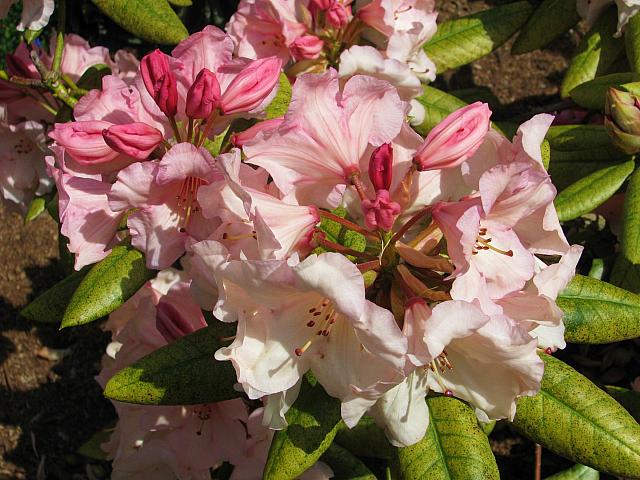 201204 Rhodie 004