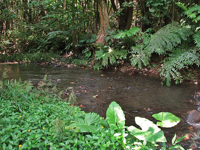 Lush and green!