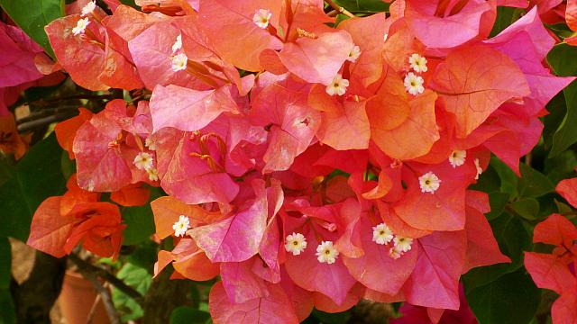 Bougainvillae
