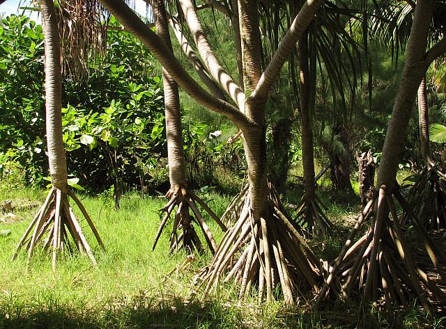 Pandanus trees