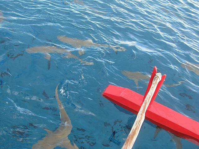 Numerous sharks