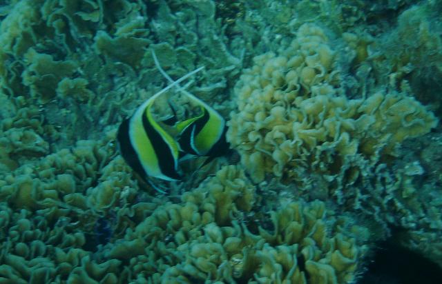 Angel fish