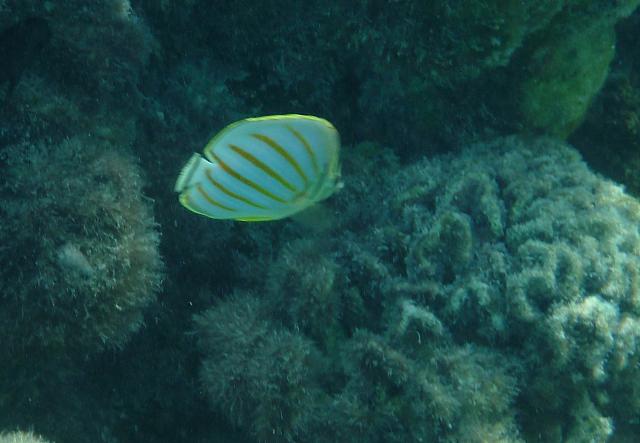 Butterfly fish
