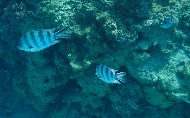 Sergeant major fish(?)