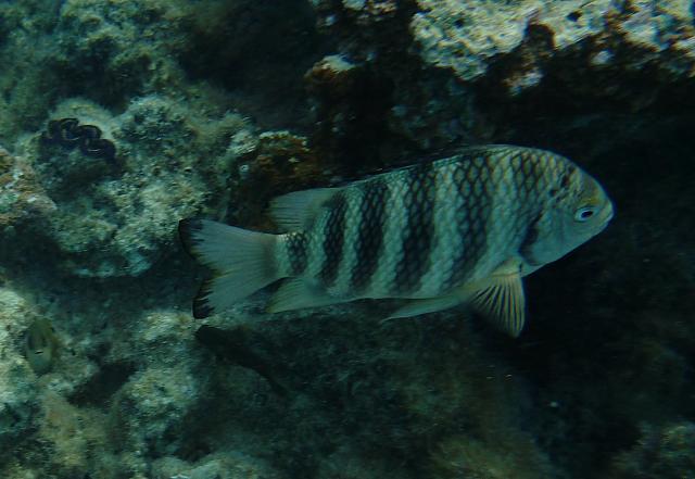 Snorkeling