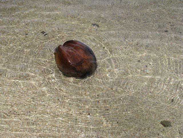 This is how coconuts go from one place to another....