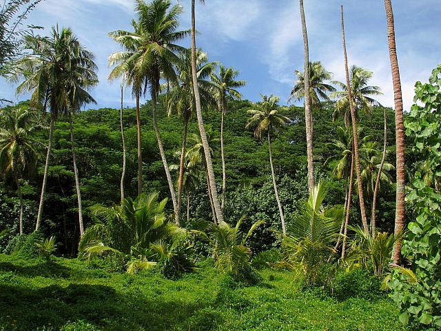 Lush vegetation near the picnic beach...once the site of Hana Iti luxury hotel