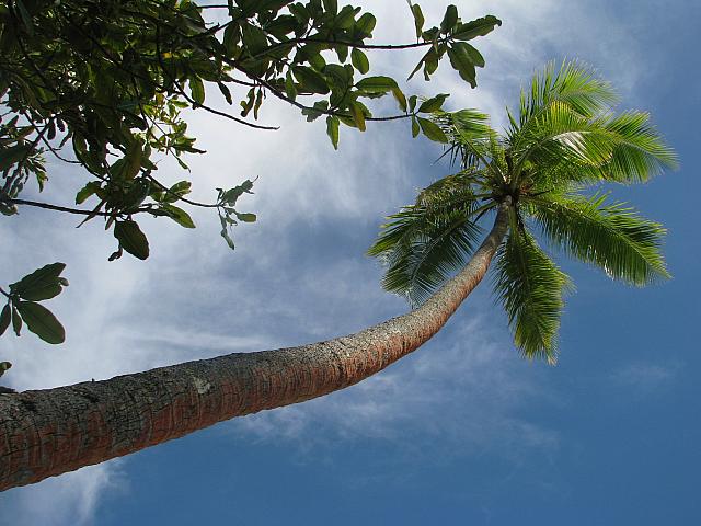 Watch out for falling coconuts!