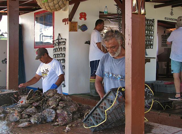Oysters brought up to harvest the pearls