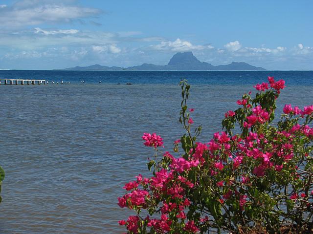 Bora Bora & bougainvillae