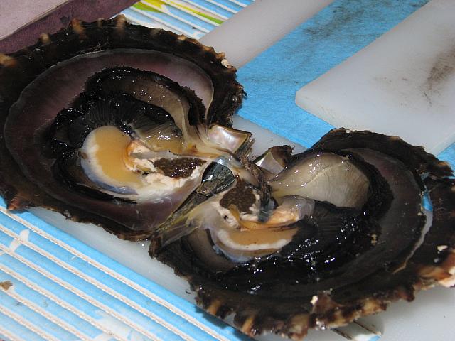 Fully opened black pearl oyster