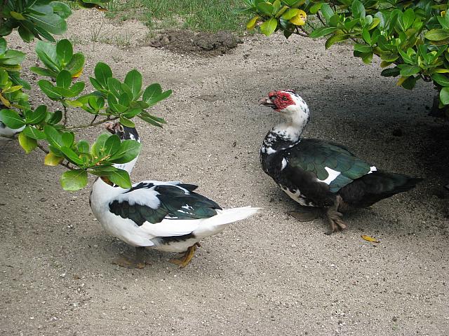 Strange ducks (or geese?) at the vanilla farm