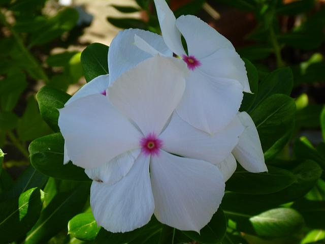 Impatiens