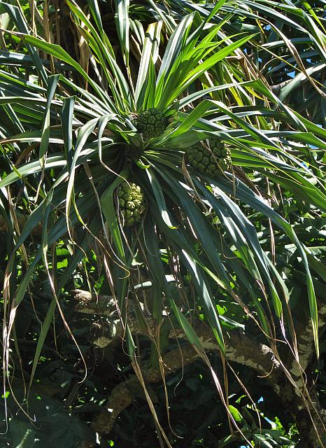 Pandanus
