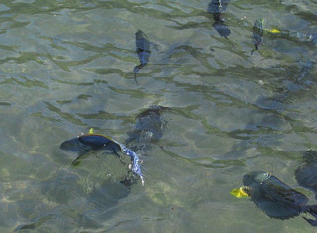 Fish in enclosure by restaurant