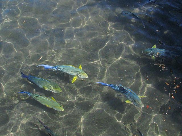 Fish (we were encouraged to take leftovers from lunch and feed to fish)