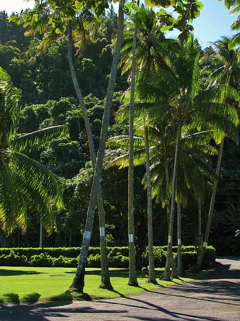 Palms lining restaurant drive