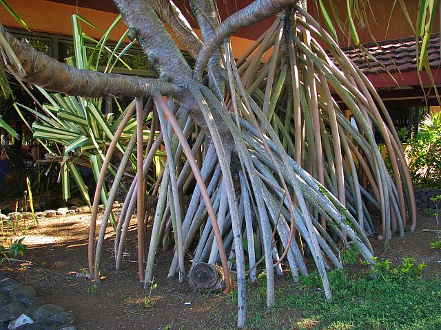 Pandanus