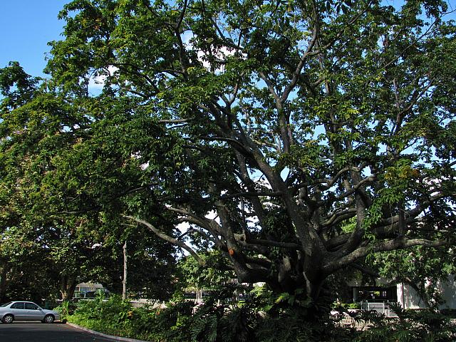 201312HawaiiA 160