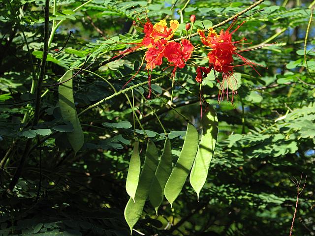 201312HawaiiA 168