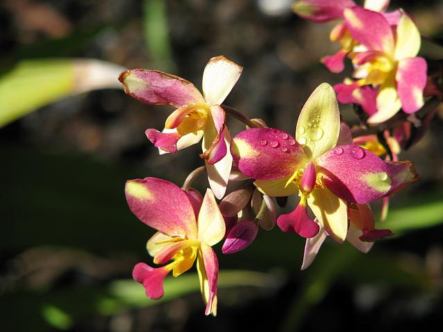 201312HawaiiA 198