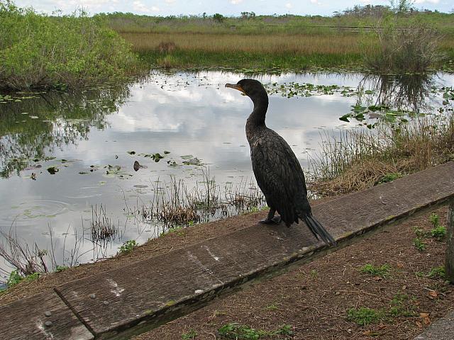 201402Carib 282