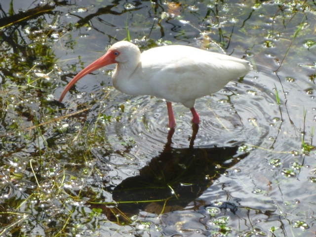 201402CaribK 206