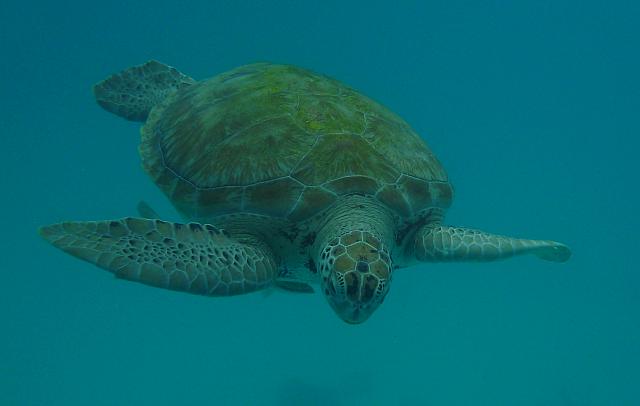 201402CaribK 338