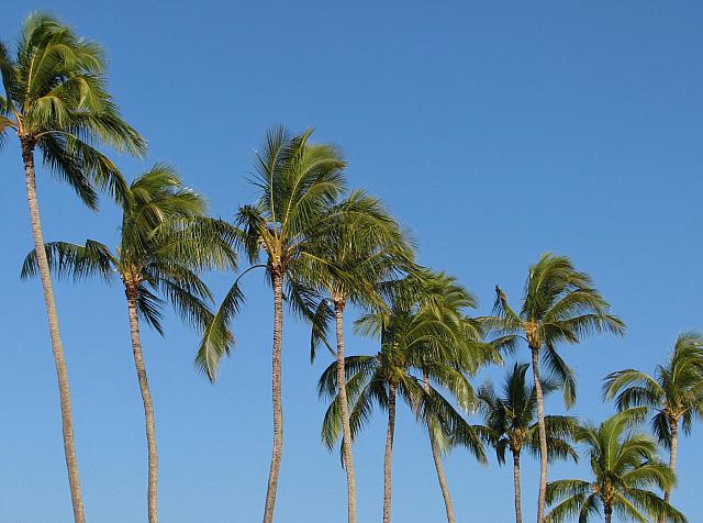 201501 Hawaii 005
