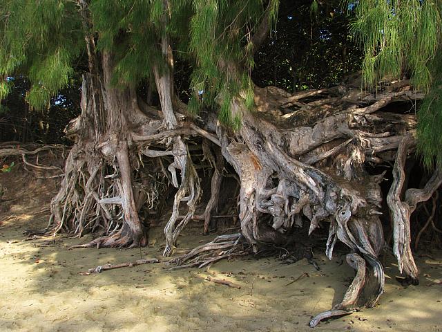 201501 Hawaii 087