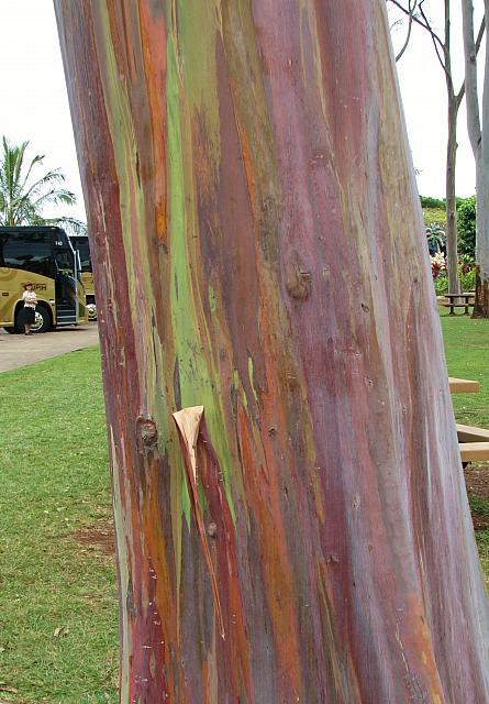 201501 Hawaii 385