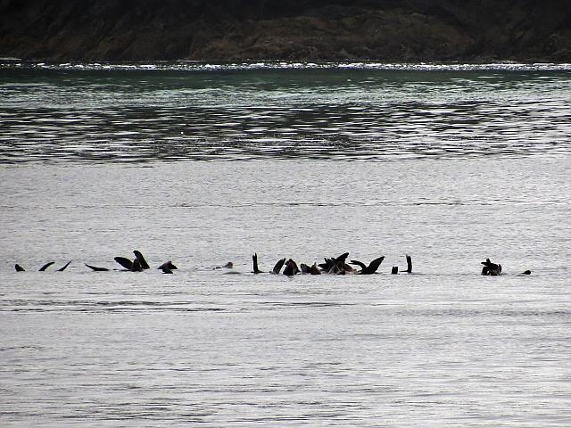 IMG 7265
