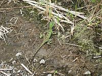 IMG 7433