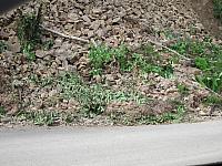 IMG 7954