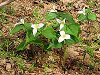 Trilliums