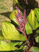 Ginger (?)