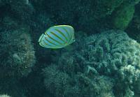 Butterfly fish