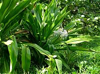 Don't know the name of the plant