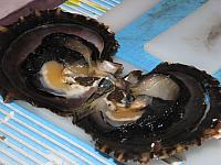 Fully opened black pearl oyster