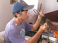 Worker takes out pearl