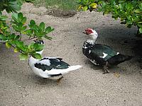 Strange ducks (or geese?) at the vanilla farm