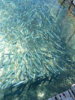 Baby fish in pen by motu