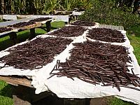 Vanilla beans drying