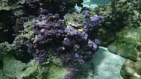 Maybe a purple encrusting sponge?  Whatever it was, it was a beautiful color!