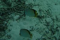 Butterfly fish