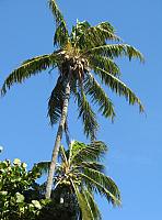 Coconut palms